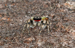 Habronattus sabulosus