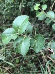 Catunaregam taylorii