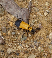 Chauliognathus heros