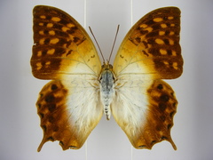 Charaxes varanes vologeses