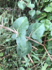 Catunaregam taylorii