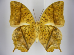 Charaxes varanes vologeses