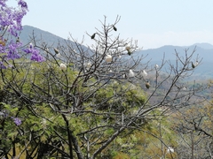 Ceiba aesculifolia