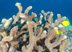 Pocillopora grandis