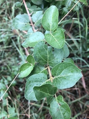 Catunaregam taylorii