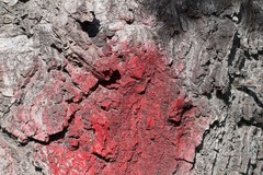 Agrilus auroguttatus