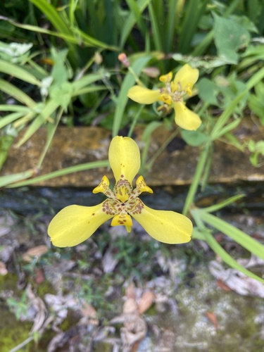 Trimezia steyermarkii
