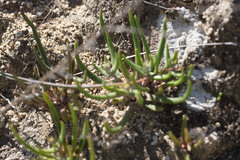 Dudleya multicaulis