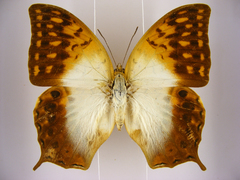 Charaxes varanes vologeses