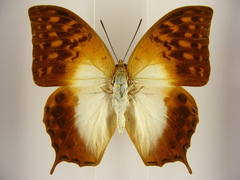 Charaxes varanes vologeses