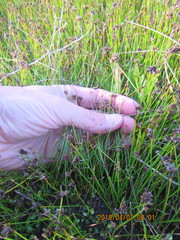 Schoenus nitens