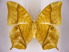 Charaxes varanes vologeses