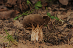 Helvella acetabulum