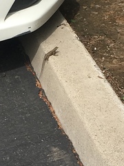 Sceloporus occidentalis