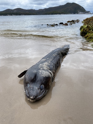 Common conger-eel (Conger verreauxi) — Congridae