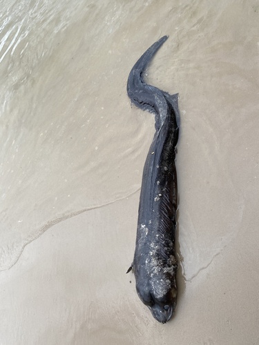 Common conger-eel (Conger verreauxi) — Congridae — 3