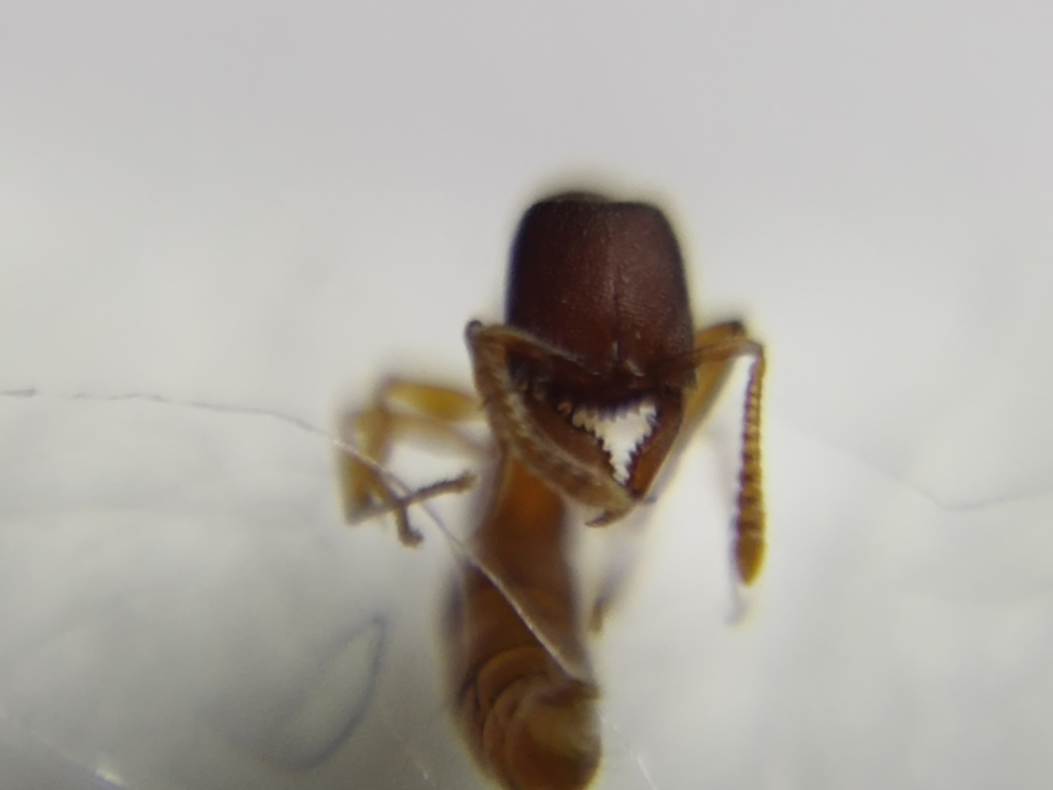 Stigmatomma minutum