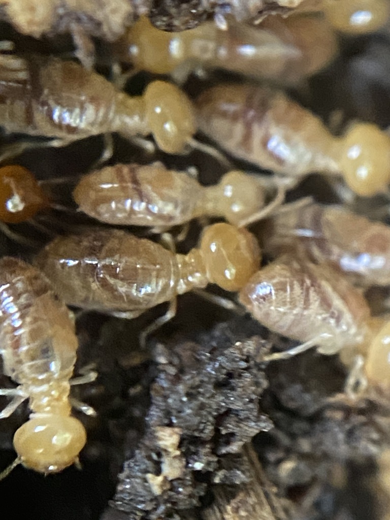 Cortaritermes fulviceps