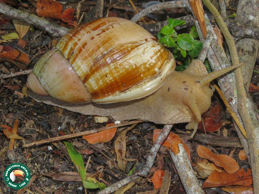 Megalobulimus gummatus
