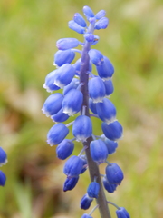 Muscari armeniacum