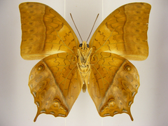 Charaxes varanes vologeses