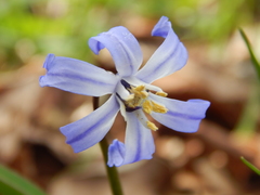 Scilla forbesii