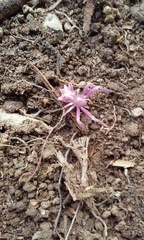 Epicadus heterogaster