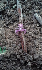 Epicadus heterogaster