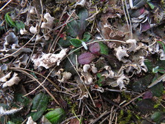 Peltigera ponojensis
