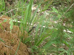 Coluber constrictor priapus image