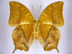 Charaxes varanes vologeses