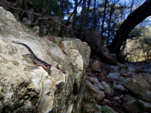 Western Slimy Salamander, Plethodon albagula