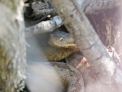 Vipera ammodytes