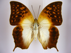 Charaxes varanes vologeses