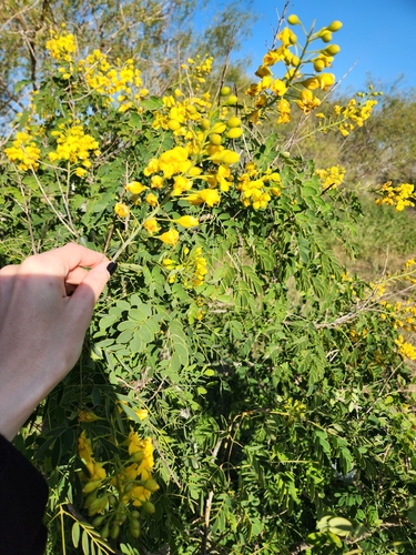 Erythrostemon mexicanus