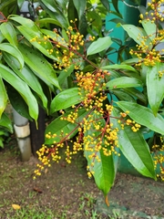 Miconia longifolia