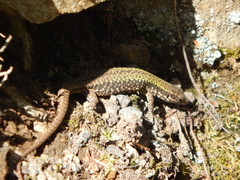 Podarcis muralis maculiventris
