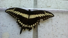 Papilio ornythion ornythion