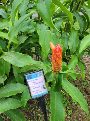 Spiral ginger (Costus pulverulentus)