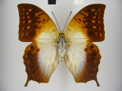 Charaxes varanes vologeses