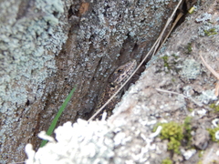 Podarcis muralis maculiventris