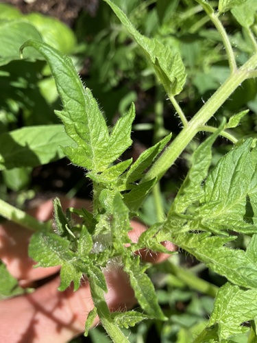 Foto de Tomate