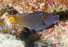 Pervagor aspricaudus