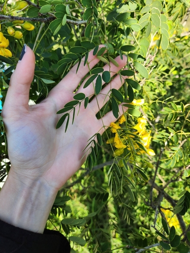 Erythrostemon mexicanus