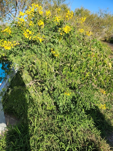Erythrostemon mexicanus