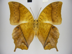 Charaxes varanes vologeses