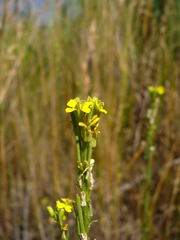Erysimum canescens