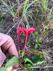 Ipomoea microdactyla
