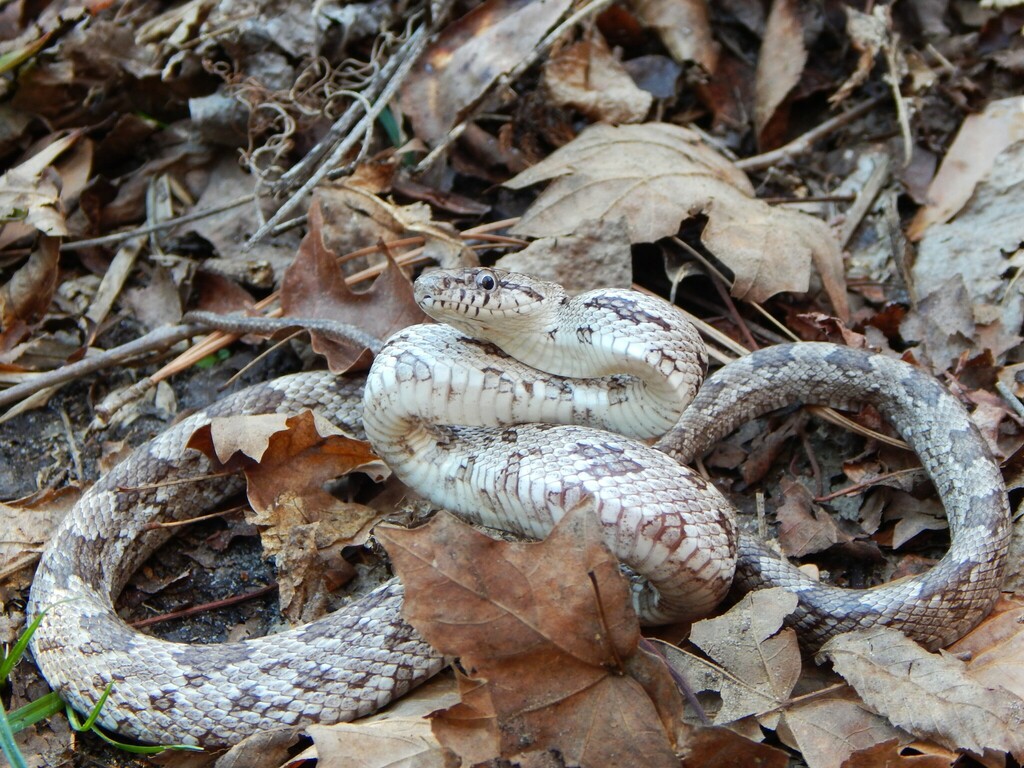 Eastern/Gray Ratsnake Complex from Liberty County, FL, USA on December ...