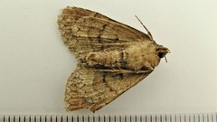 Zale duplicata